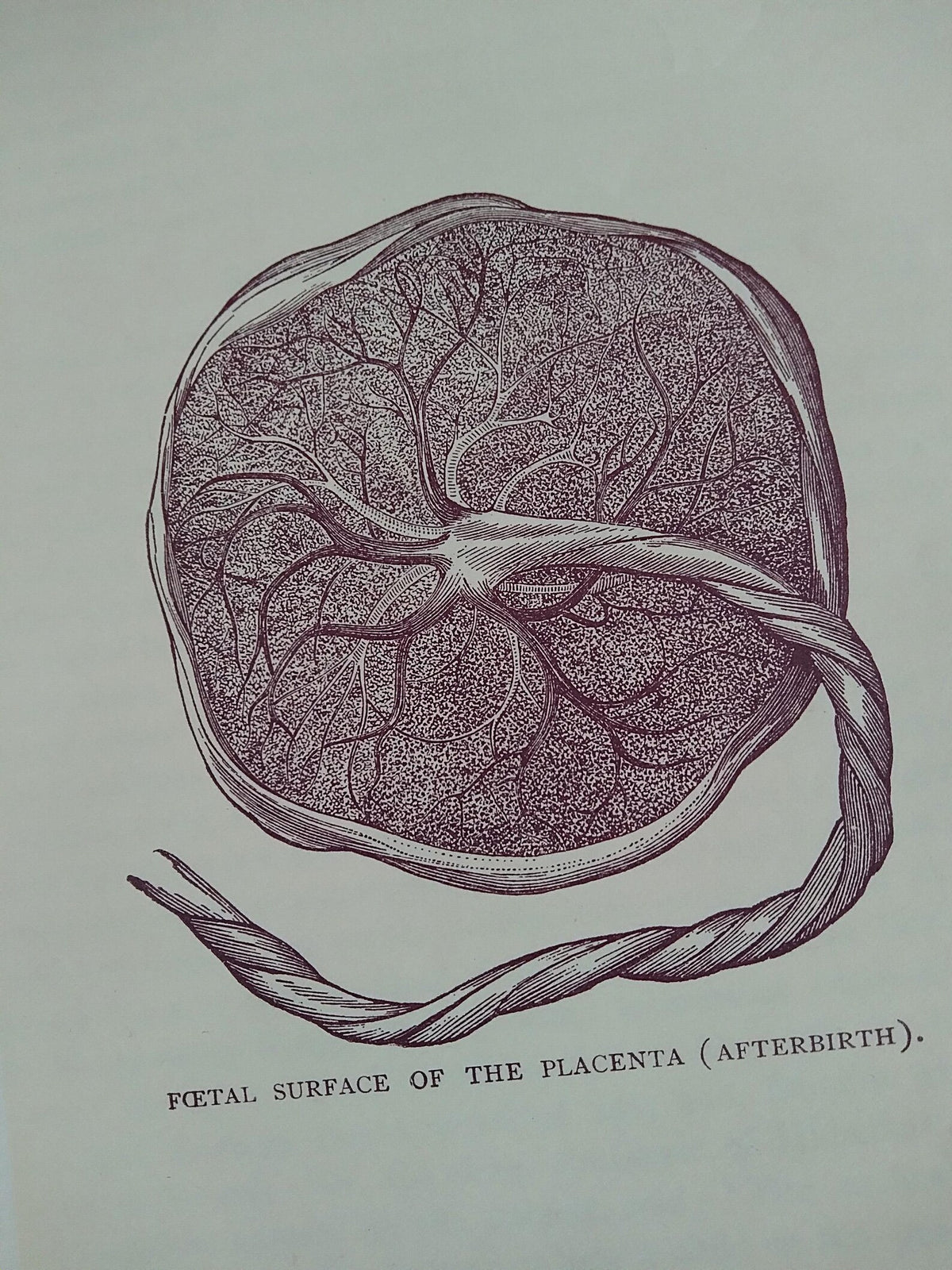 1896 Antique Book — The Glory of Woman