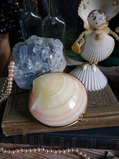 Vintage Hinged Natural Seashell Trinket Box