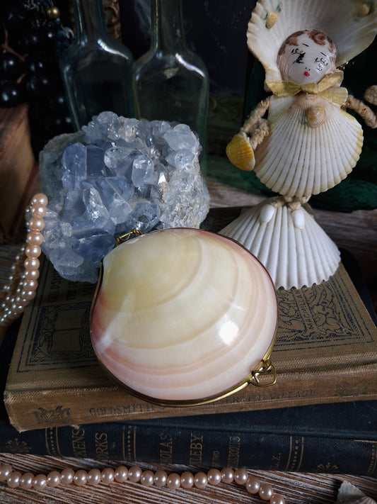 Vintage Hinged Natural Seashell Trinket Box