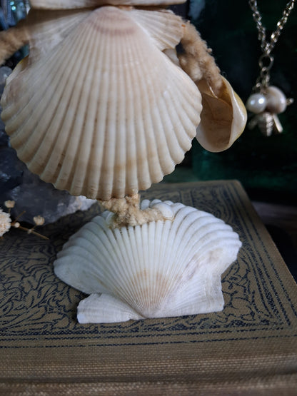 Circa 1920s Antique Seashell Lady Folk Art Figurine