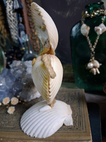 Circa 1920s Antique Seashell Lady Folk Art Figurine