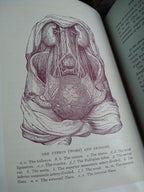1896 Antique Book — The Glory of Woman
