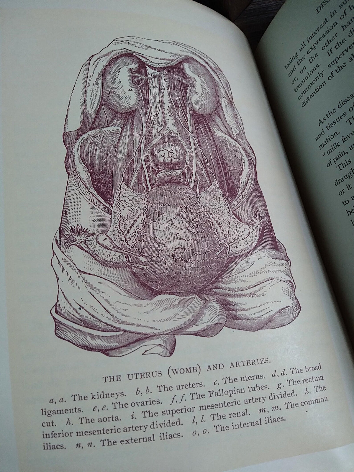 1896 Antique Book — The Glory of Woman