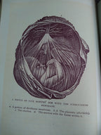 1896 Antique Book — The Glory of Woman