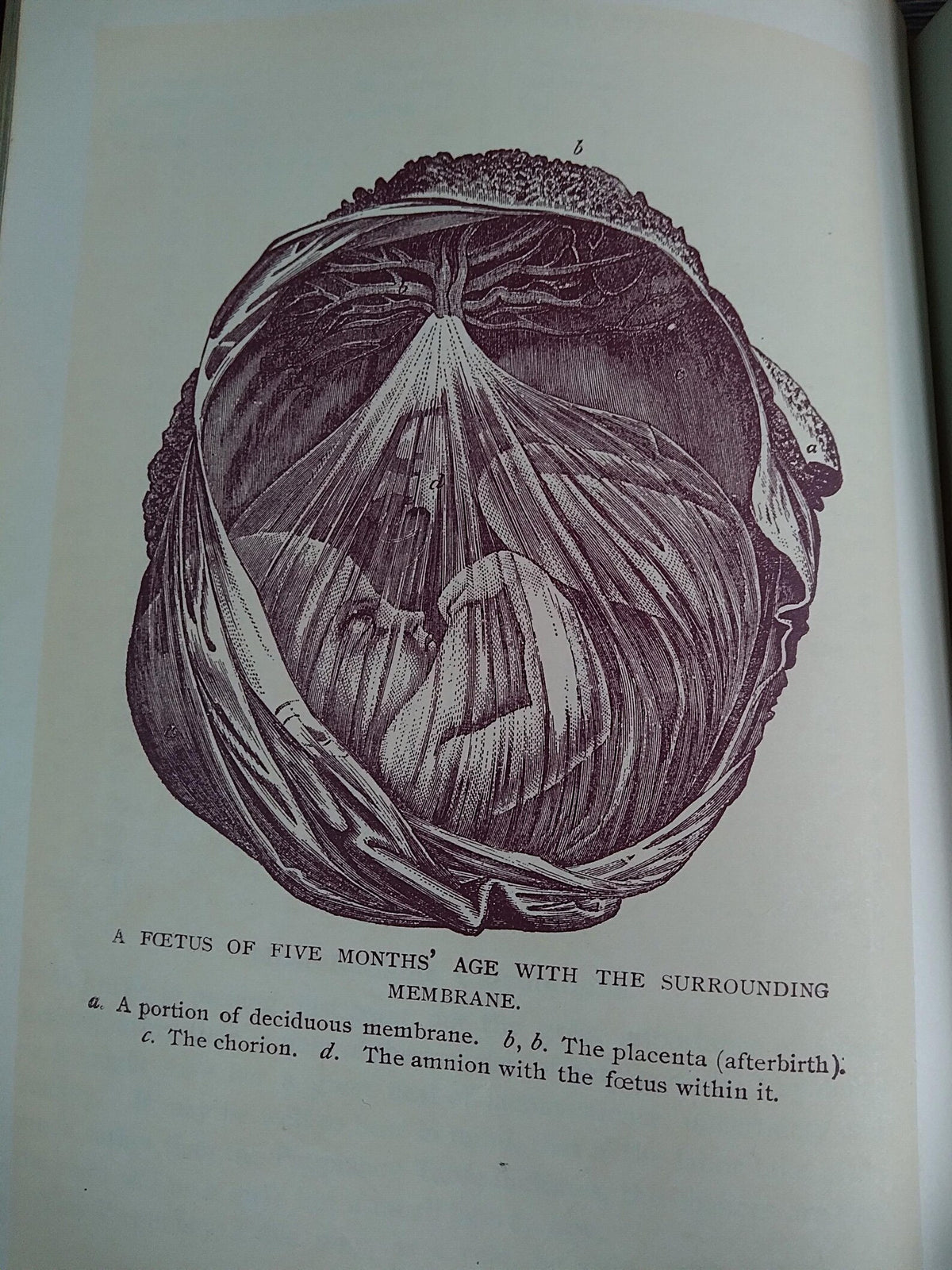 1896 Antique Book — The Glory of Woman