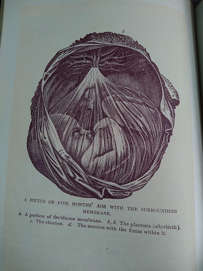 1896 Antique Book — The Glory of Woman