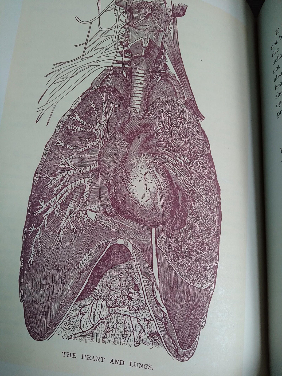 1896 Antique Book — The Glory of Woman