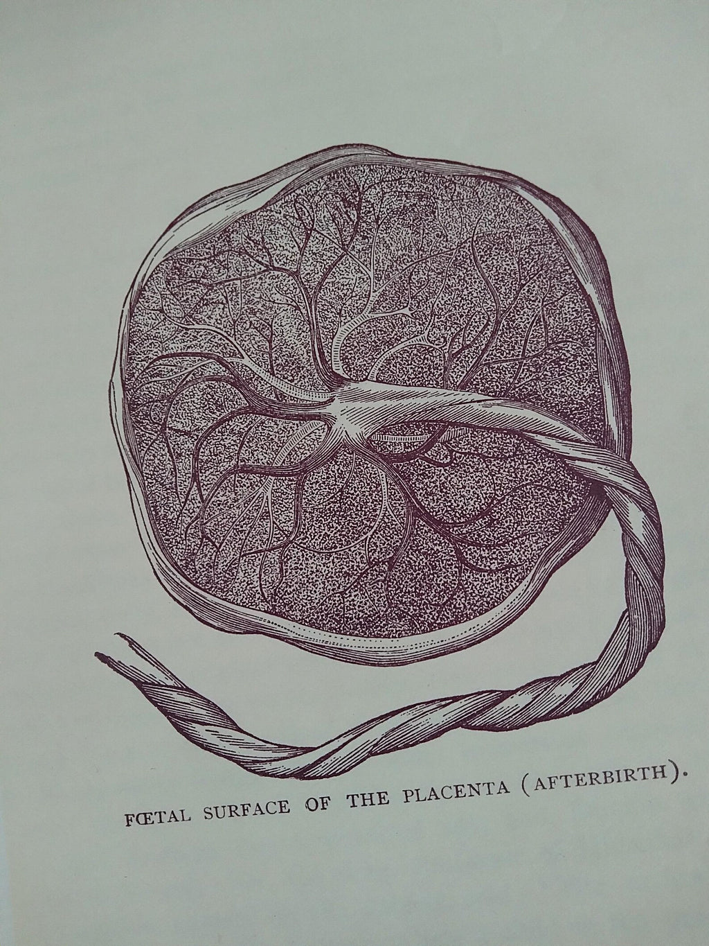 1896 Antique Book — The Glory of Woman